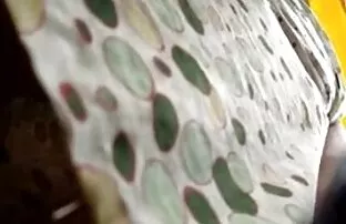 Bbw alana xxx latino ir anal